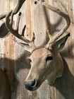 Rare Velvet Whitetail Shoulder Mount Taxidermy