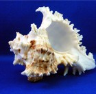 2 Pacific Murex Ramosus Shells  ram s Murex  4-5   Aquarium Beach Crafts Decor