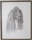Framed Afghan Hound Head Study Original Pencil Drawing By Maryann Giordano