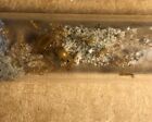 Myrmecocystus Mexicanus Colony  Queen Ant With 10-20 Workers And Brood Feeder