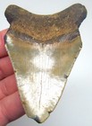 Megalodon Shark Tooth Real Fossil 3 62    Sharks Teeth 