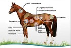 Horse Anti-parasites Anti-worms - Horse Kill Parasites   Worms Made In Usa