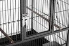 Deluxe Divided Breeder Cage - Stackable Breeding Cage With Divider  Stand Alo   