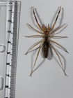Solifugae  galeodes Sp      Camel Spider  Sun Spider  Solpuga  Wind Scorpion Egypt