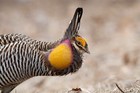 6 Fertile Greater Prairie Chicken Hatching Eggs