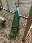  4  Peafowl Peacock Hatching Ready Now Eggs Read Description     
