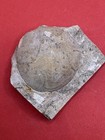 4-bumastus Sp  Trilobite Pygidium   s- Ordovician- Kimmswick Form -glen Park  Mo 