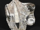 Two  Free Standing Polished Goniatites And Two Orthoceras Fossils Morocco 1121gr