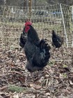 Npip Certified Australorp Hatching Eggs 12 