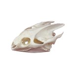 Taxidermy Real Animals Skulls  Real Bones Specimen  Taxidermy Supplies For Sc   