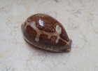F Cypraea Mappa Rosea Red Sea Shell Singularis 82mm F   Wow Great Pattern Rare