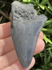 Natural Beautiful 2 66    Megalodon Tooth Fossil Shark Teeth