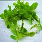 50  Leaves Dwarf  Water Lettuce Aquarium Plants  Buy 2 Get 1 Free