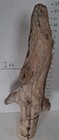 Driftwood Pine  Taxidermy Terrarium Beach House Decor Centerpiece