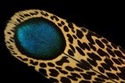 Malayan Peacock Pheasant Feathers