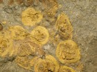 Giant  Trilobite Fossil Plate With Eight Starfish A Sea Lily And Edrioasteroids 