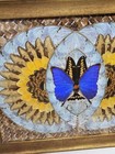 Real Butterfly Moth Wing Taxidermy Artwork Collage Kaleidoscope Vtg Vintage