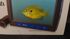 Aqua-vu Micro Stealth Underwater Camera Viewing System Full Color New