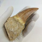 Rare Mosasaur Teeth Hoffmanni Top Quality Huge Tooth From Morocco Fossilpaleo