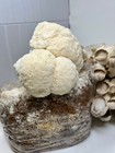 Lion s Mane Mushroom Grow Kit Ready To Grow  5 5lb Pound Block