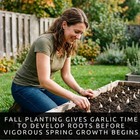 Softneck Garlic Bulbs For Planting     Large Seed Garlic For Fall   Spring
