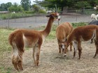 2 Lbs - Alpaca Fleece Fiber Assorted Colors For Bird s Nests  - Nesting Material