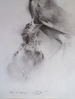 Fine Art Original Bird Sketches Pencil Drawing By American Artist Darryl Steele