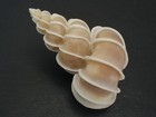 Beautiful   epitonium Scalare W o 52 3mm philippines Seashell
