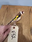 F52 Pen Raised Banded European Goldfinch Bird Mount Taxidermy