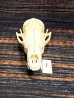 Real Red Fox Unique Animal Mount Halloween Skull Art Craft Mountain Man Canine