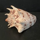 Imperial Volute Cymbiola Imperialis Premium Display Seashell Specimen 160 Mm
