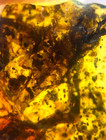 Fossil Burmite Cretaceous Burmese Amber Unknown Insect Amber Fossil Myanmar