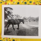 Vtg 50s Snapshot Photo Boy Riding A Horse Horseback Equestrian 1953 Americana
