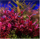 Alternanthera Lilacina     Live Freshwater Aquarium Plant   Deep Red Stems