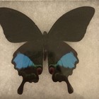 Papilio Paris Swallowtail Butterfly Taxidermy Shadow Box Frame Blue Green Black