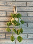 Crocheted Hanging Potted Plant