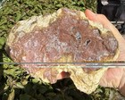Large 6 Lbs   04 Oz Uncut Thunder Egg W  Agatization  Hauser Geode Beds  Ca