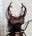 Big Lucanus Elaphus Male 56 24mm Indiana Lucanidae Stag Beetle Insect Bug