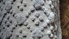 Vintage Powder Blue Chenille Twin Bedspread With Fringe