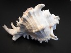 2 Pacific Murex Ramosus Shells  ram s Murex  3-4   Aquarium Beach Crafts Decor