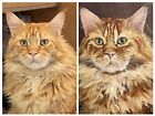 Original Oil Painting Custom Pet Portrait Dog Cat Animal From Photo Signed Art