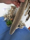 Rattlesnake Skin Prairie Rattle Snake Hide Dry Tanned Wrap Pen Blanks 32 In  G5