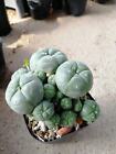 5-6cm Succulent Plant Cactus Home Potted Garden Beautiful Cactus Plants