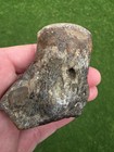 Mosasaur Thoracic Vertebrae Ozan Tx Fossil Tylosaur
