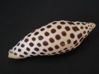 Rarely Seen   scaphella Junonia 102 8mm usa Seashell