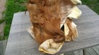 Genuine Tanned Cow Hide Rug Pelt Head Hooves Tail Rustic Cabin Decor Craft