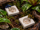 All Natural Limestone Pet Feeding Dishes  Shallow  Snails  Isopods  Gecko