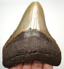 Megalodon Shark Tooth Real Fossil - 3 71    Shark Teeth - No Restorations Megladon