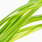 Buy2get1free Cyperus Helferi Bundle Live Aquarium Plant Freshwater For Fish Tank