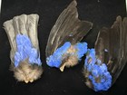 Beautiful Fairy Bluebird For Lapwing    